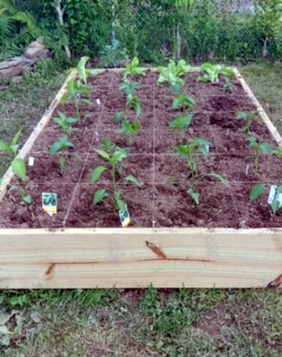 Penn State Extension Master Gardeners offers a beginning vegetable gardening course